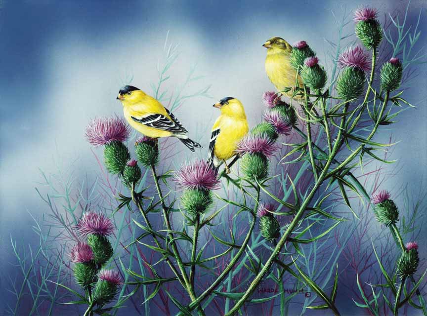 WM – 1Songbird – American Goldfinch and Thistle © Wanda Mumm