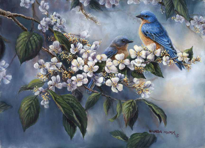WM – 1Songbird – Apple Blossoms © Wanda Mumm