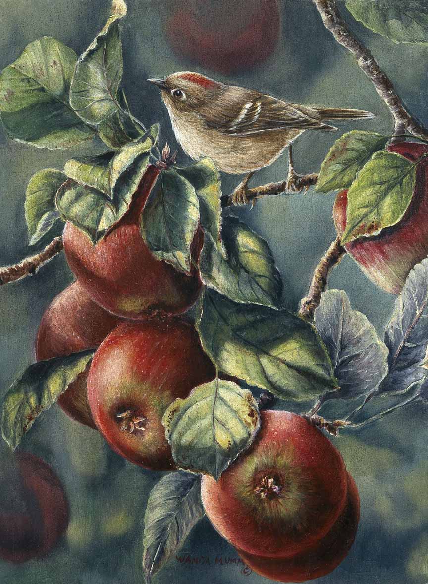 WM – 1Songbird – Apples and Ruby Crown © Wanda Mumm