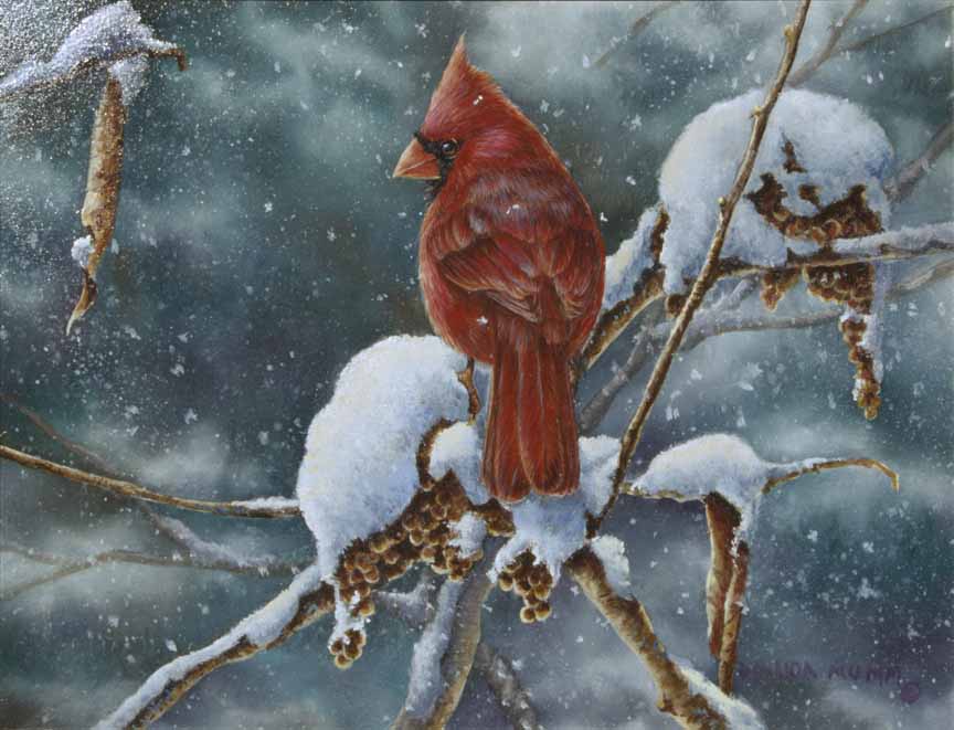 WM – 1Songbird – Cardinal in Sumac 2 © Wanda Mumm