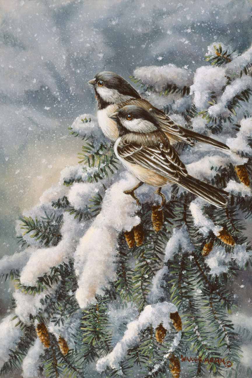 WM – 1Songbird – Chickadee in Spruce © Wanda Mumm