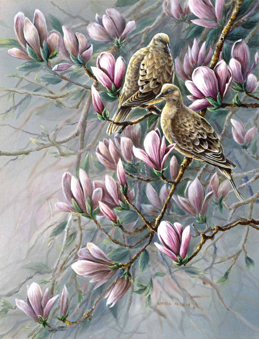 WM – 1Songbird – Dove’s and Magnolia’s © Wanda Mumm