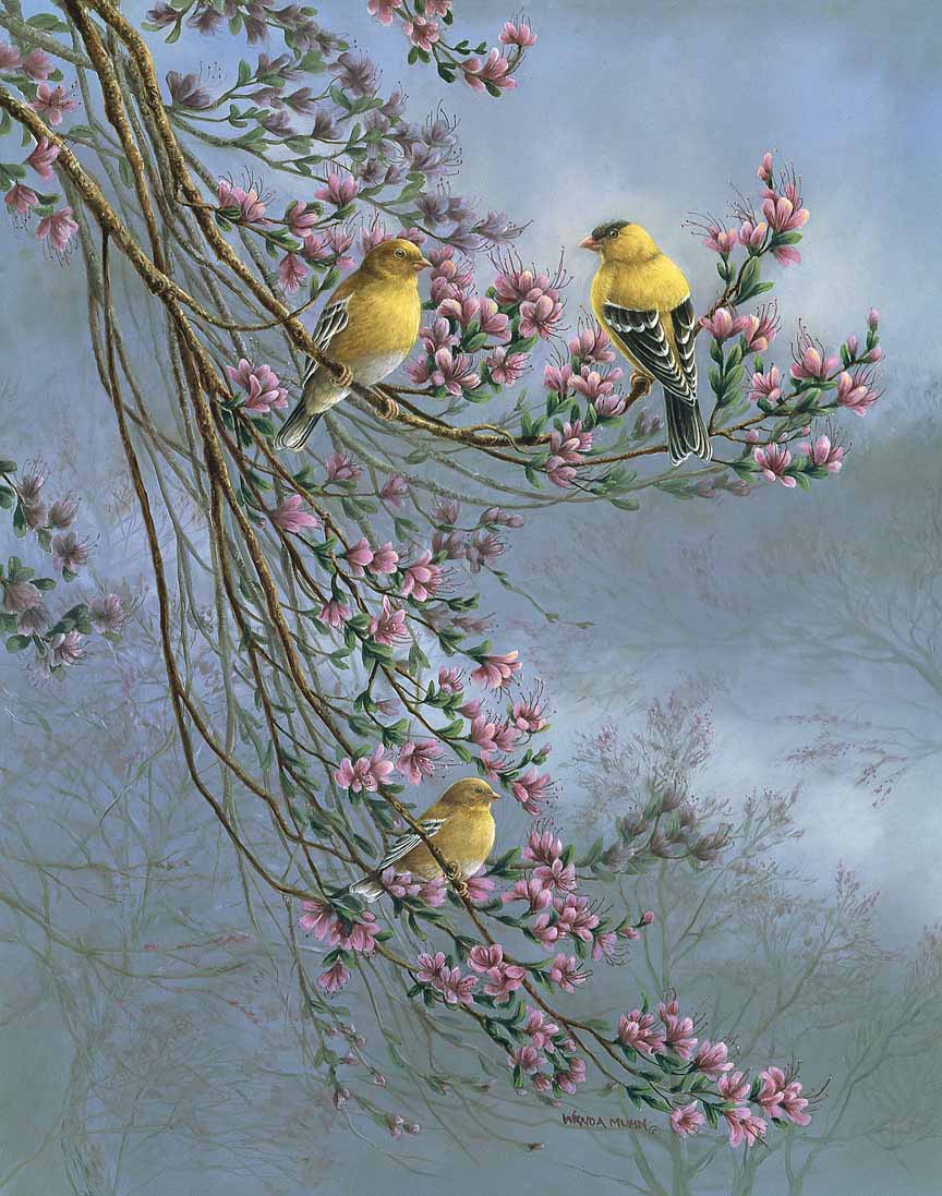 WM – 1Songbird – Goldfinches © Wanda Mumm