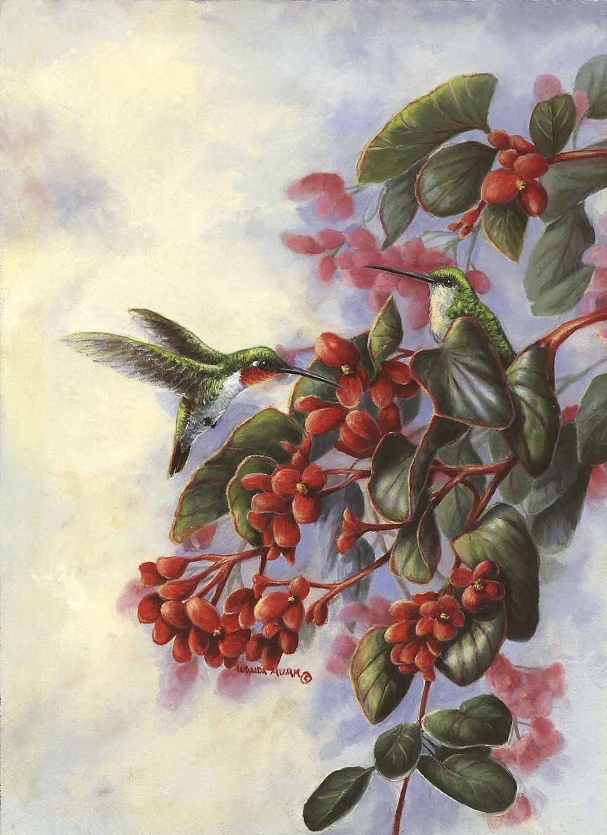 WM – 1Songbird – Hummingbird and Begonia © Wanda Mumm