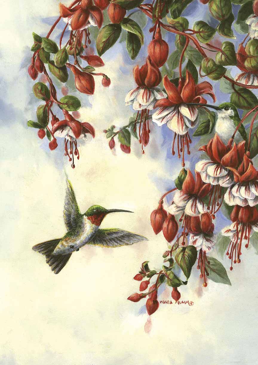 WM – 1Songbird – Hummingbird and Fuschia © Wanda Mumm