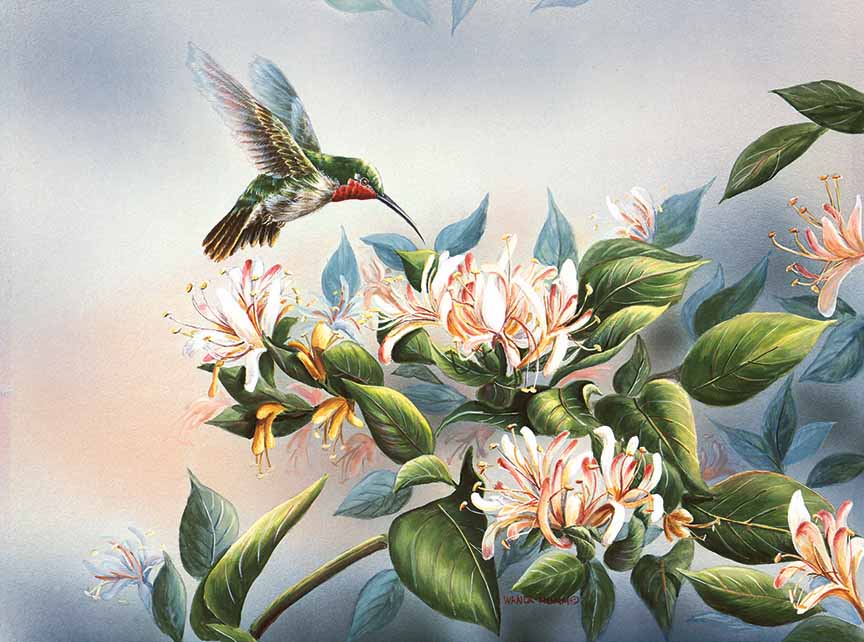 WM – 1Songbird – Hummingbird and Honeysuckle © Wanda Mumm