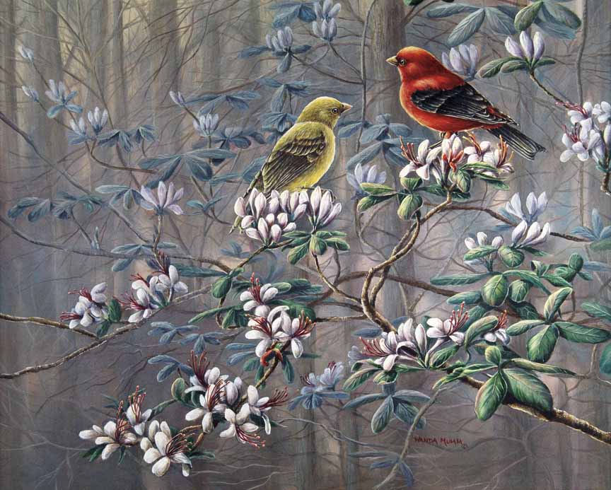 WM – 1Songbird – Scarlet Revelry © Wanda Mumm