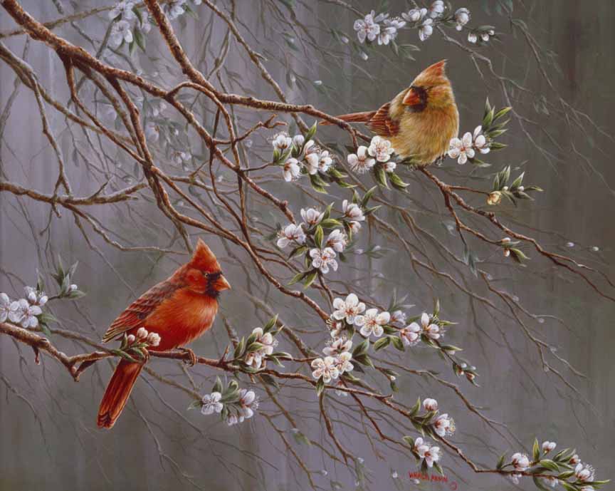 WM – 1Songbird – Spring Glory © Wanda Mumm