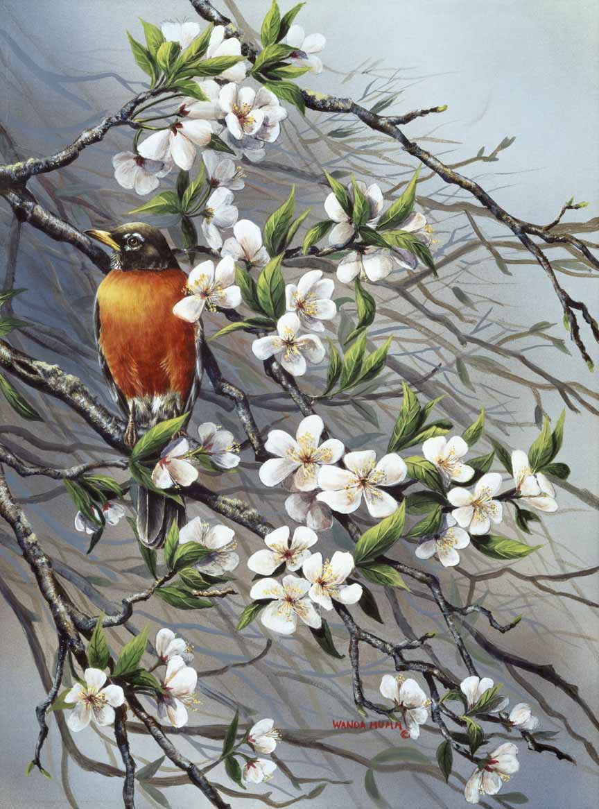 WM – 1Songbird – Spring Harbingers © Wanda Mumm