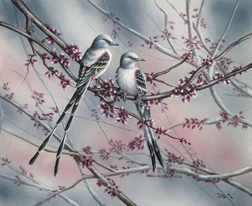 WM – 1Songbird – Spring Scissortail © Wanda Mumm