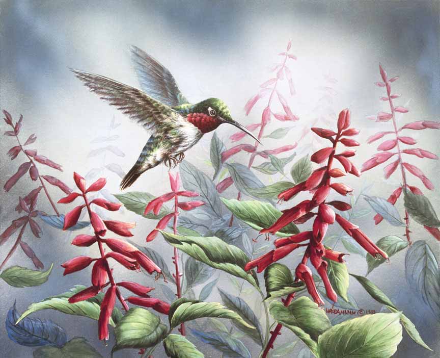 WM – 1Songbird – Summer Hummingbird © Wanda Mumm
