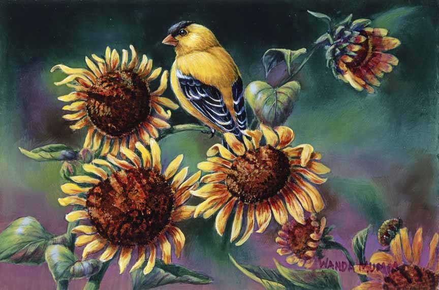 WM – 1Songbird – Sunflowers and Goldfinch © Wanda Mumm