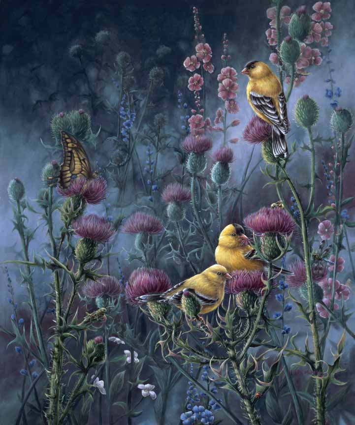 WM – 1Songbird – Wings of Gold © Wanda Mumm