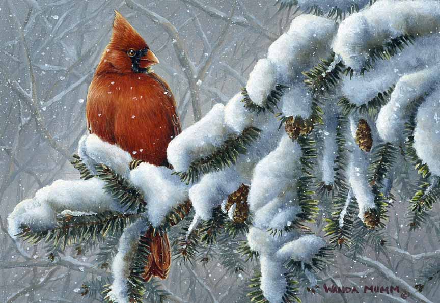 WM – 1Songbird – Winter Friends – Cardinal © Wanda Mumm