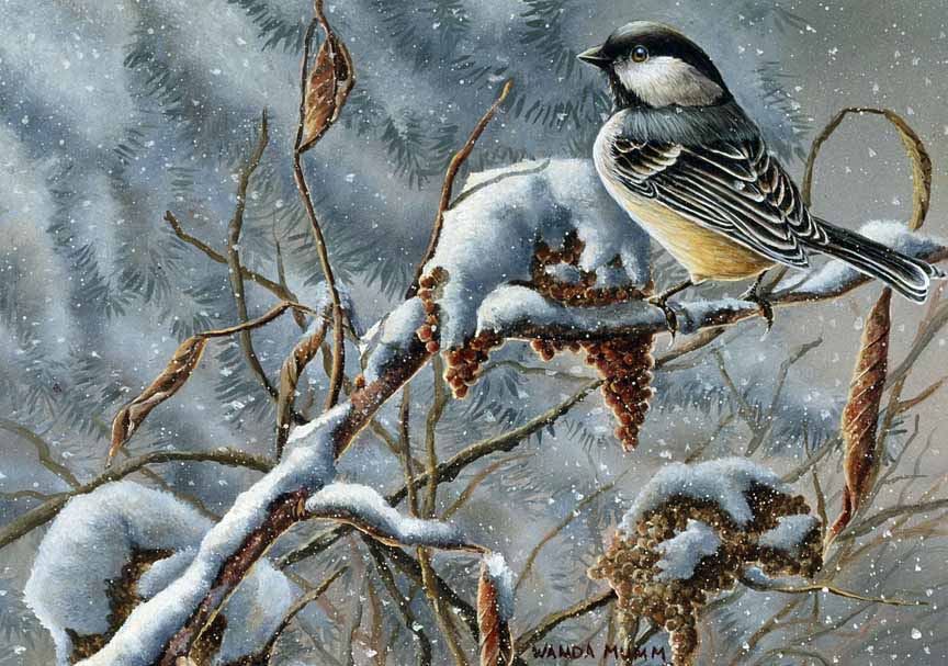 WM – 1Songbird – Winter Friends – Chickadee © Wanda Mumm