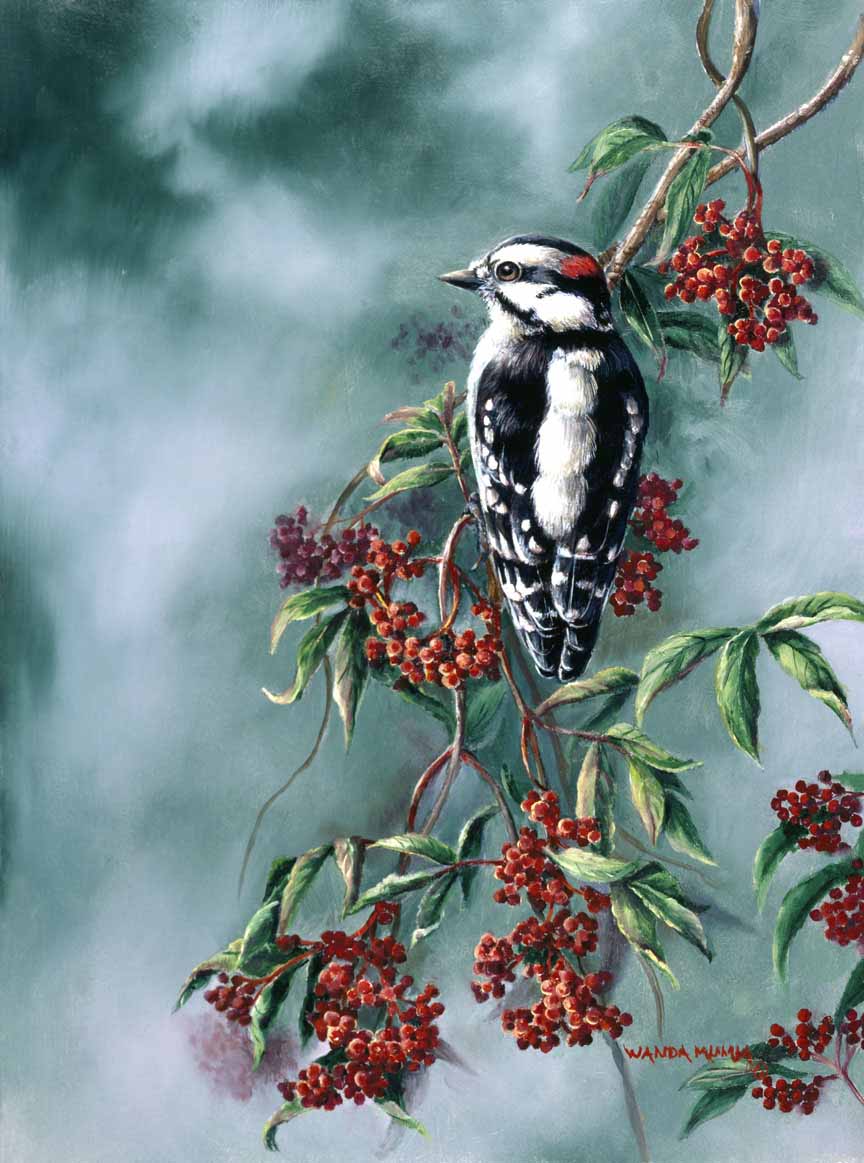 WM – 1Songbird – Woodpecker with Red Berries © Wanda Mumm