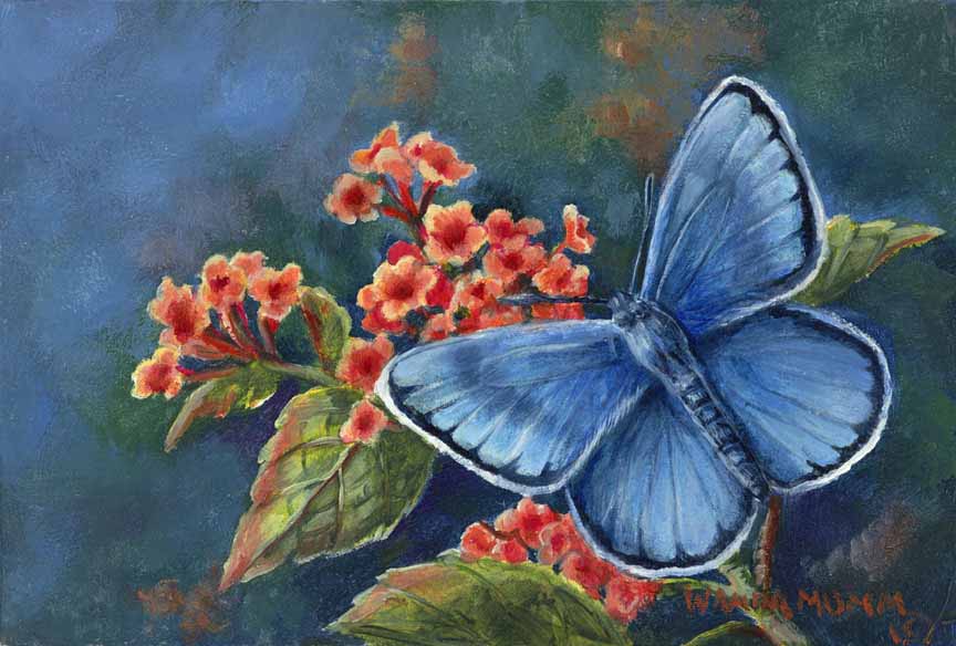 WM – 2Butterfly – Blue Butterfly © Wanda Mumm