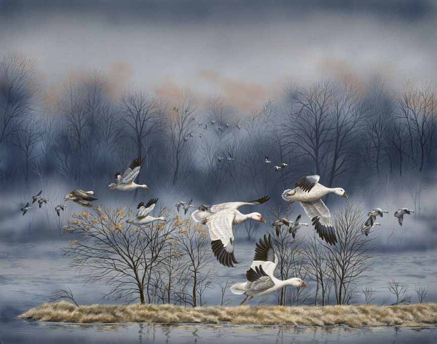 WM – 6Critters – Misty Flight © Wanda Mumm