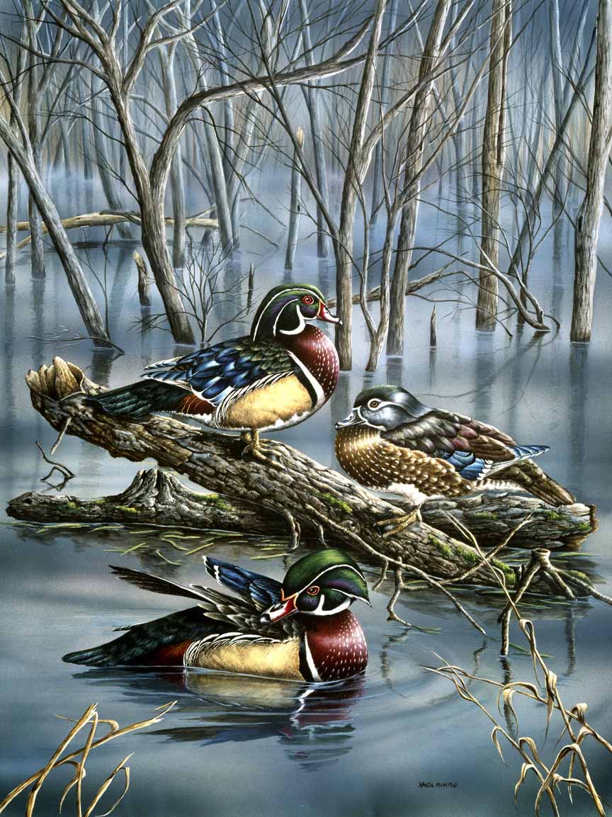 WM – 6Critters – Misty Wood Ducks © Wanda Mumm