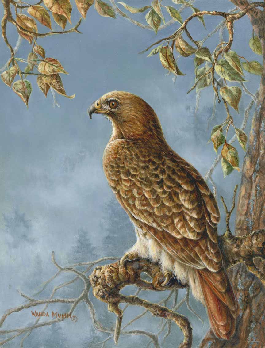 WM – 6Critters – Redtail Hawk © Wanda Mumm