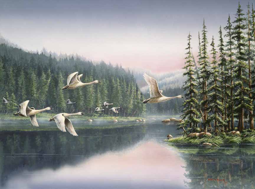 WM – 6Critters – Swans at Sunrise © Wanda Mumm