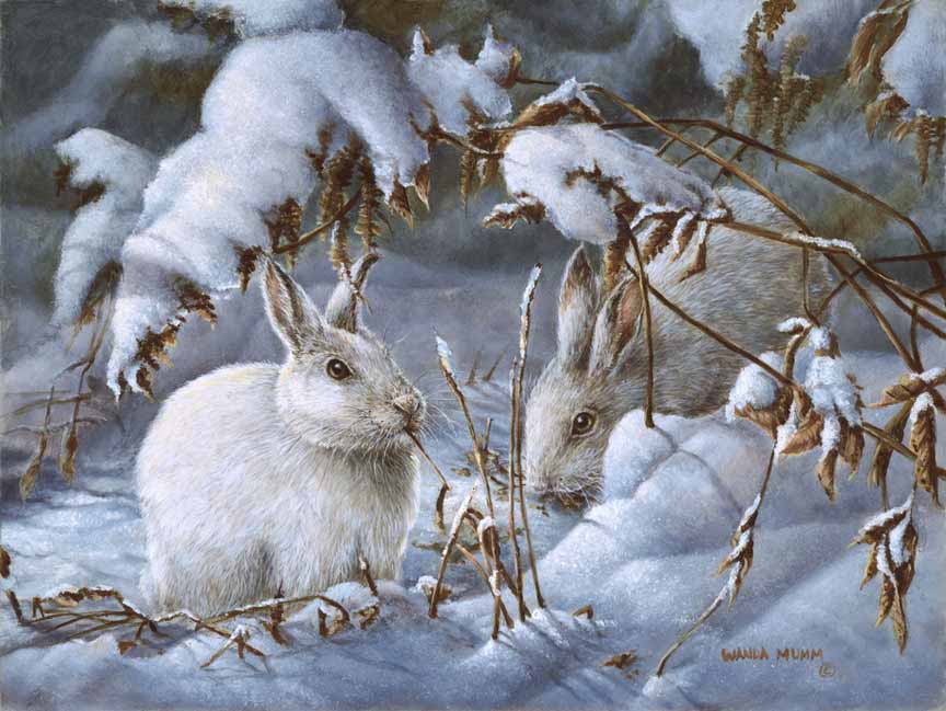 WM – 6Critters – Winter Hares © Wanda Mumm