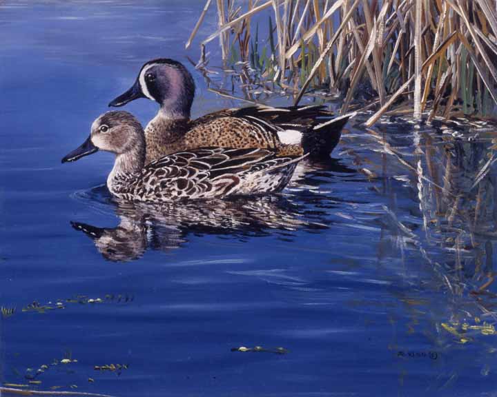 AK – Blue Winged Teal © Andrew Kiss