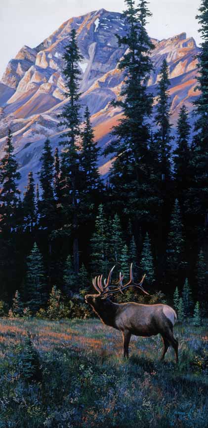 AK – Bugling Elk © Andrew Kiss