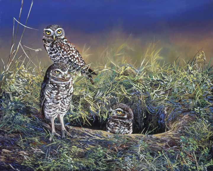 AK – Burrowing Owls © Andrew Kiss