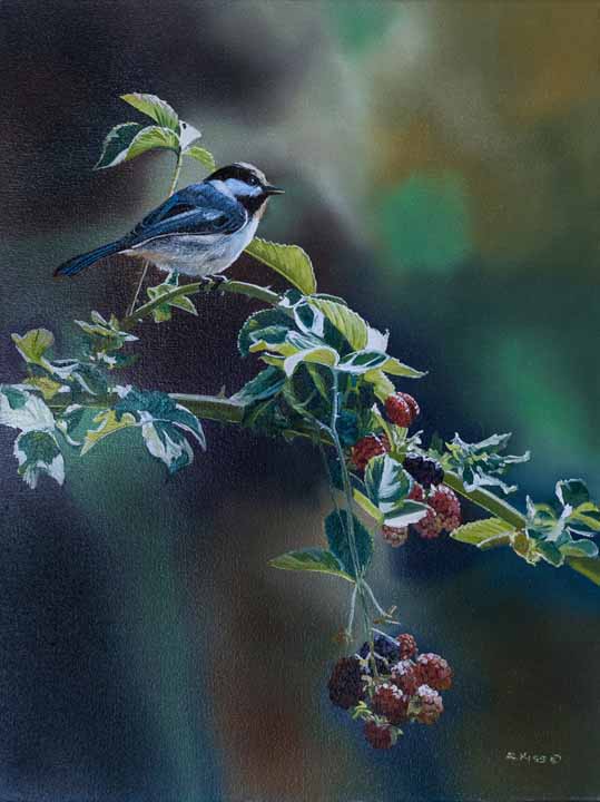 AK – Chickadee and Blackberries 103 © Andrew Kiss