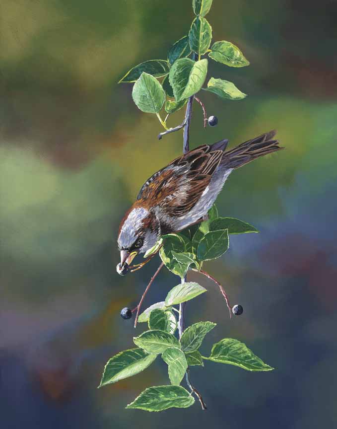 AK – House Sparrow © Andrew Kiss