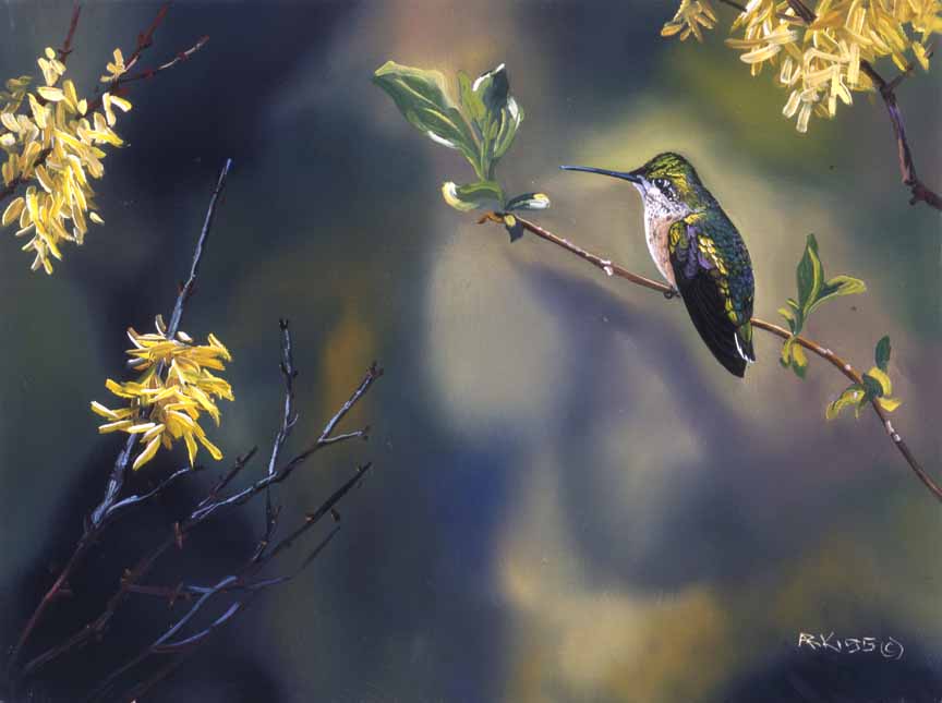 AK – Hummingbird © Andrew Kiss