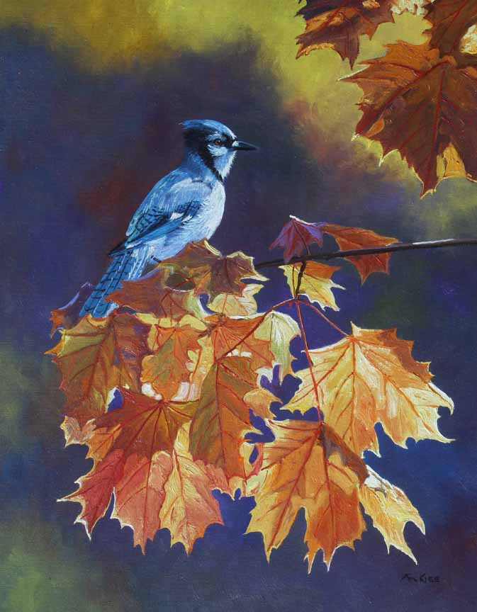 AK – Maple and Blue Jay 10041 © Andrew Kiss