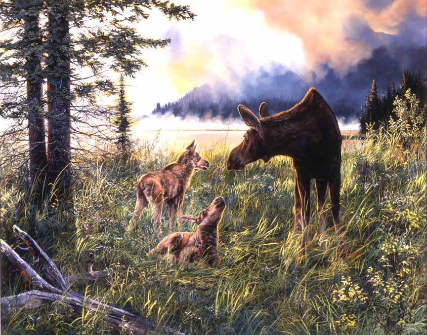 AK – Moose Family © Andrew Kiss