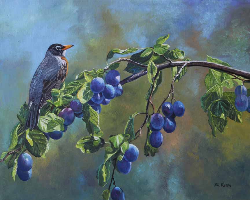 AK – Plums and Robin 10040 © Andrew Kiss