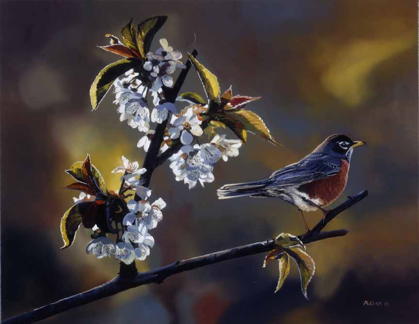 AK – Robin and Apple Blossoms © Andrew Kiss