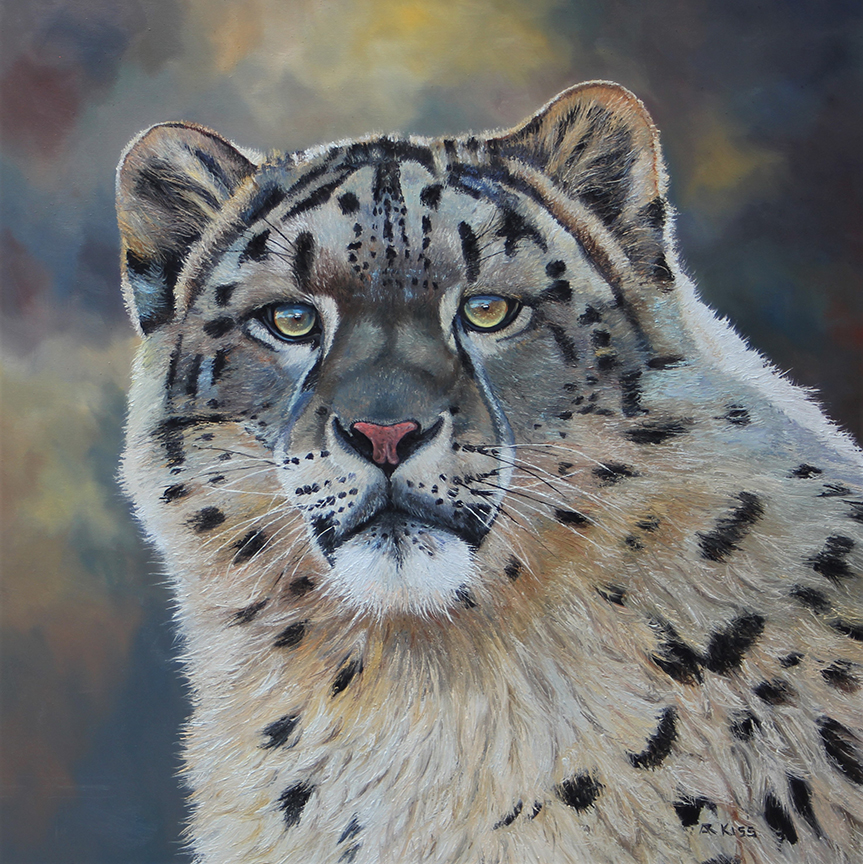 AK – Snow Leopard 23047 © Andrew Kiss