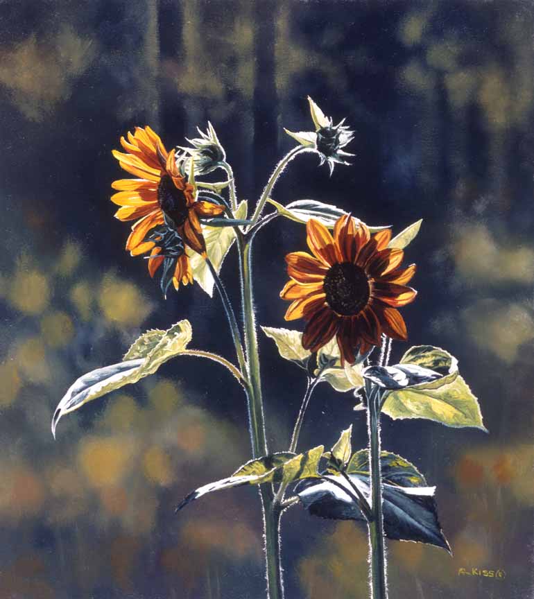 AK – Sunflowers © Andrew Kiss
