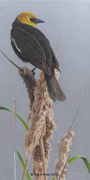 AS – 1North American – Cattail King © Adam Smith