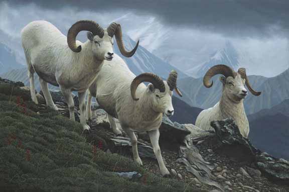 AS – 1North American – Dall Sheep Running © Adam Smith