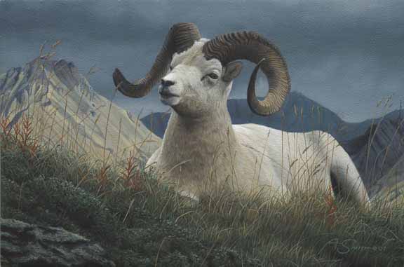 AS – 1North American – Dall Sheep © Adam Smith