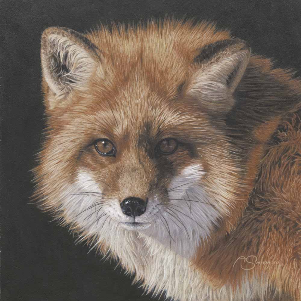 AS – 1North American – Fox Portrait © Adam Smith