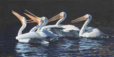 AS – 1North American – White Pelicans © Adam Smith
