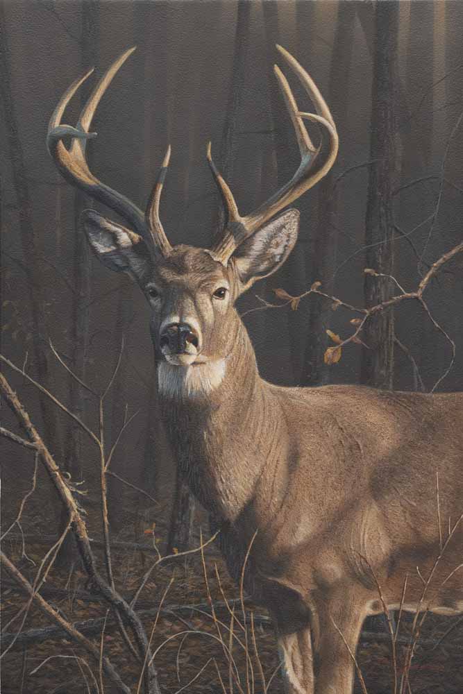 AS – 1North American – Whitetail Buck © Adam Smith