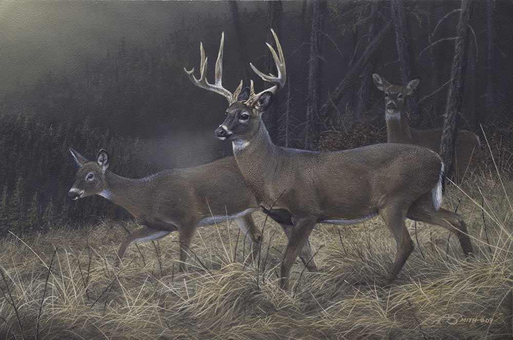 AS – 1North American – Whitetail Deer © Adam Smith