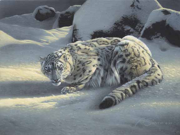 AS – 2Exotic – Snow Leopard 2 © Adam Smith