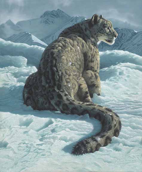AS – 2Exotic – Snow Leopard © Adam Smith
