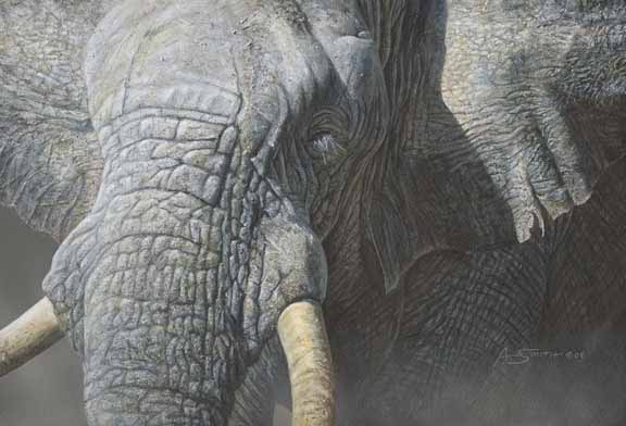 AS – African – Elephant © Adam Smith
