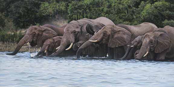 AS – African – Elephants Drinking © Adam Smith