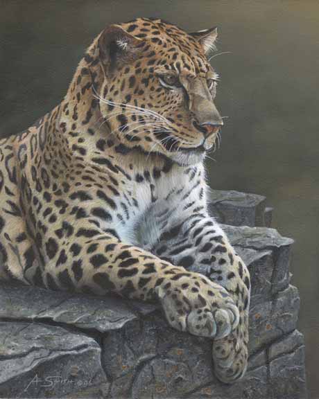 AS – African – Leopard 2 © Adam Smith